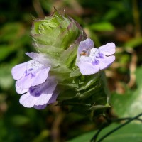 Rungia repens (L.) Nees